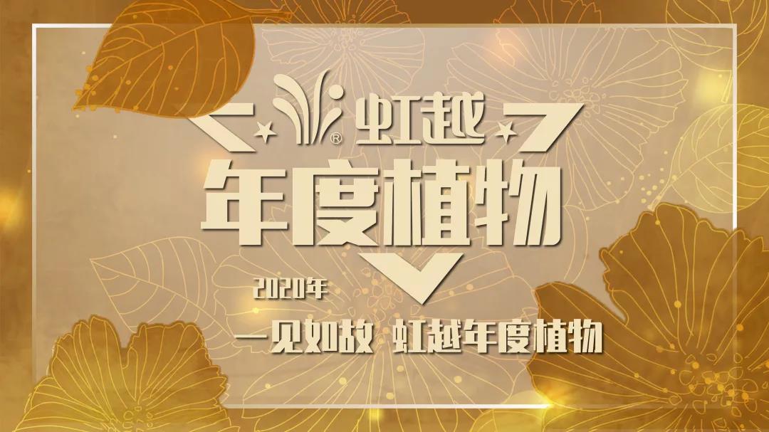 你好哇，2020风云体育官网年度植物！