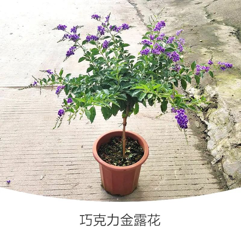 金露花 | 人世巧克力，着花时隔邻小孩要馋哭